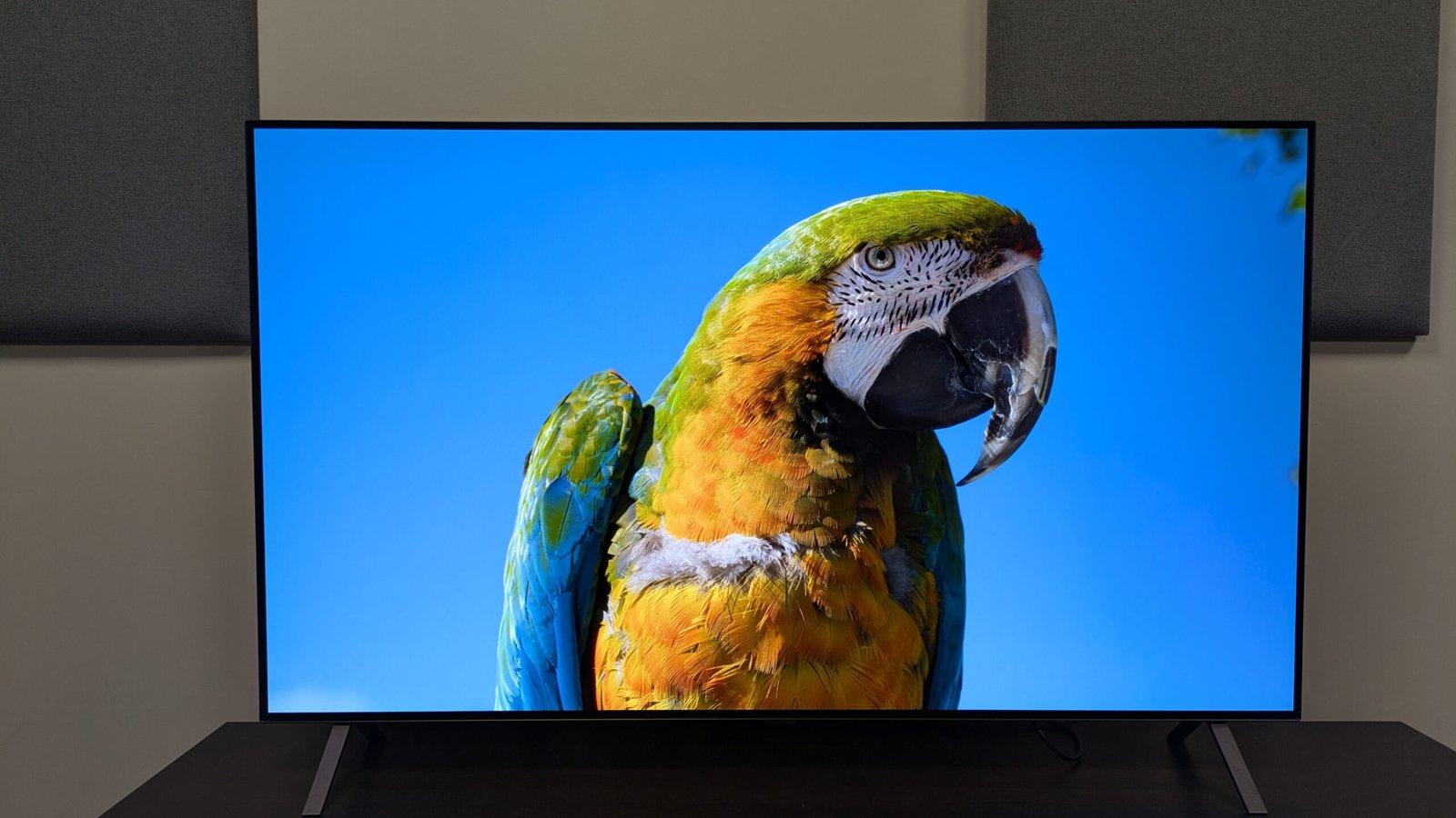 LG B5 OLED TV with parrot on-screen