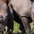 Anantara Stanley & Livingstone Celebrates the Arrival of White Rhino for World Rhino Day